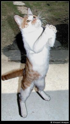 il dis ya r�bi je retourne au bled ya r�bi